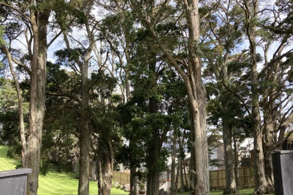 Hunua-Views-historic-trees