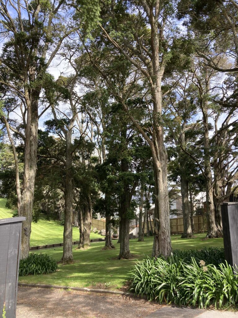 Hunua-Views-historic-trees